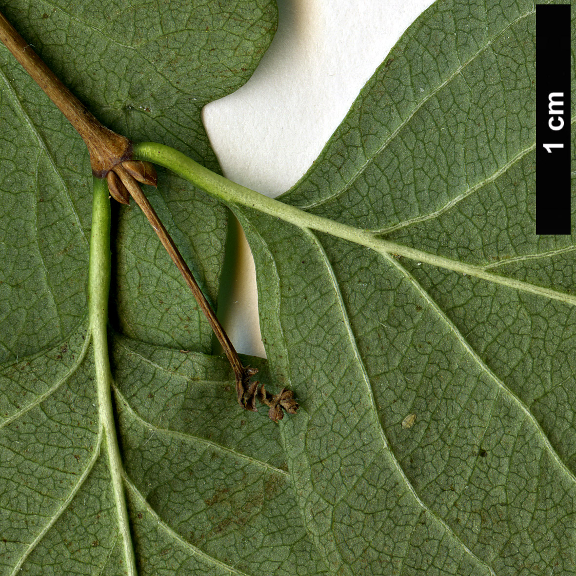 High resolution image: Family: Caprifoliaceae - Genus: Symphoricarpos - Taxon: albus - SpeciesSub: var. laevigatus